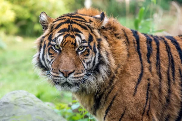 Portrait Tiger Blurred Background — Stock Photo, Image