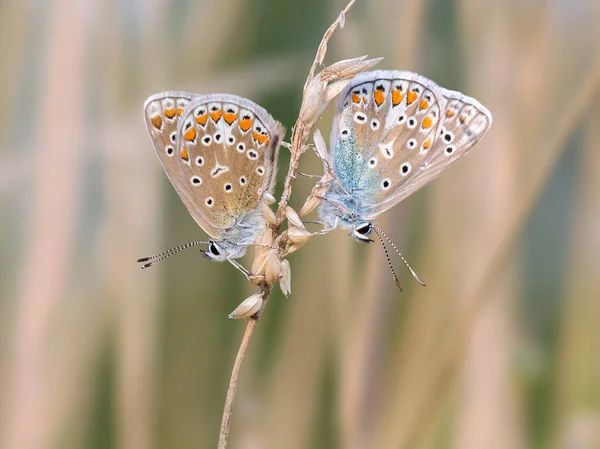 Paarungsschmetterlinge Auf Verschwommenem Hintergrund Gewöhnlicher Blauer Schmetterling — Stockfoto