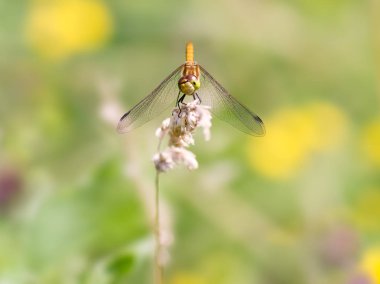 Yusufçuk üzerinde arka plan bulanık. Denilen sympetrum, fullsized fotoğraf!