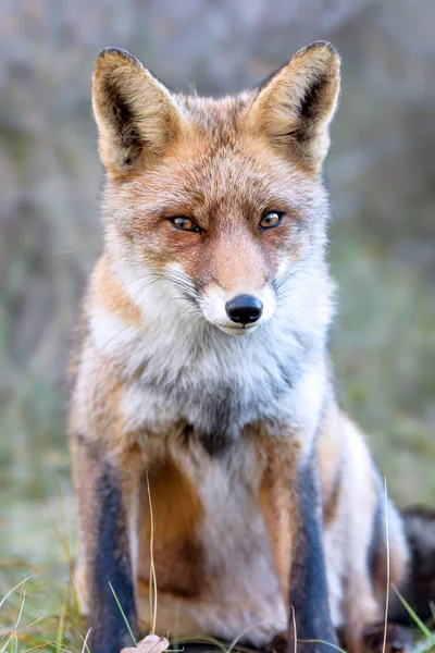 Les Yeux Renard Roux Image Pleine Grandeur — Photo