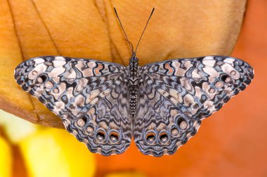 Kelebek üzerinde arka plan bulanık. Hamadryas februa, gri (veya gri), saldırgan, Aile Nymphalidae.