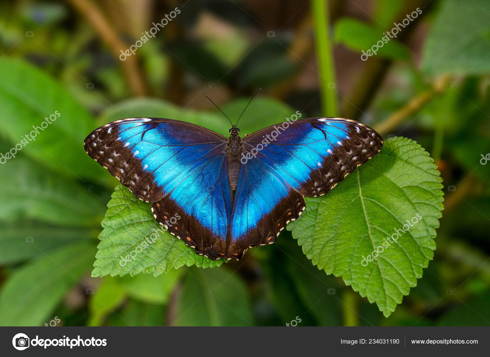 Голубая Бабочка Называется Голубой Морфо Размытом Фоне — Стоковое фото © jaalbers 234031190