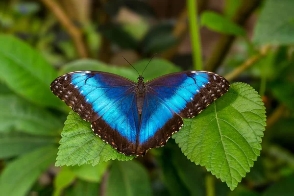 Borboleta Azul Chamado Morpho Azul Fundo Borrado — Fotografia de Stock