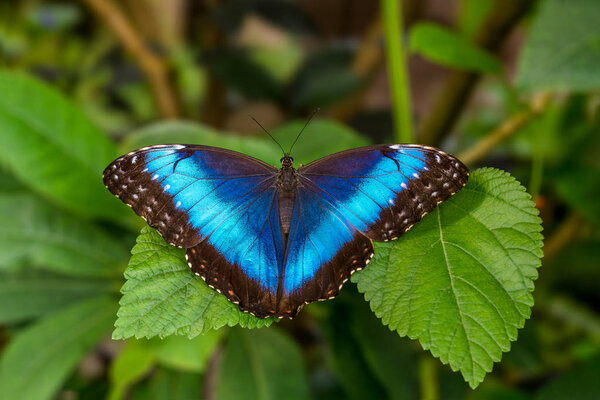 Blue butterfly called blue morpho on blurred background. 