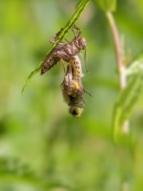vücut değiştirme sırasında dal üzerinde oturan Hornet yakın çekim 