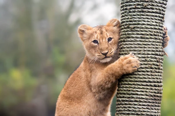 Lion Cub Climbs Soft Background — Stock Photo, Image