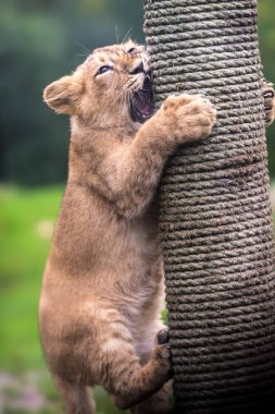 Lion cub climbs, soft background clipart