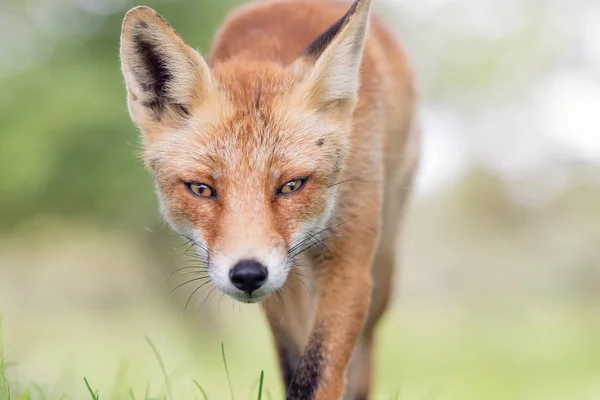 Vue Rapprochée Renard Roux Dans Environnement Marchant Dans Champ — Photo