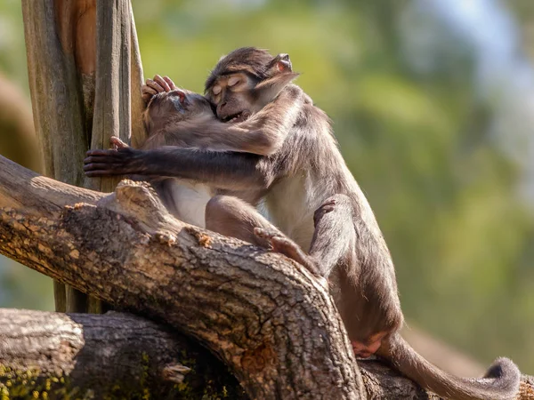 Pequeños Monos Peludos Durmiendo Rama Del Árbol —  Fotos de Stock