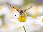 Töve pályázati pillangó ül a fehér Kamilla 