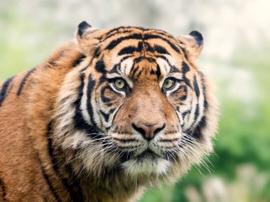 Bulanık arka plan üzerinde tiger portresi görünümü Kapat