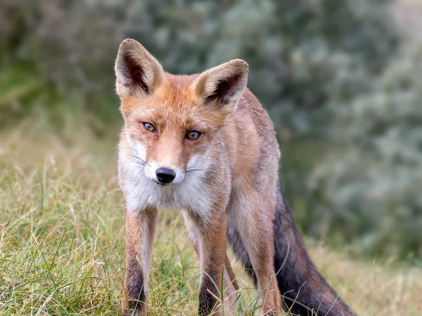 Portrait of red fox in environment walking in field