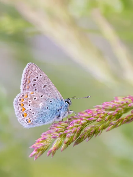 Nahaufnahme Eines Zarten Blauen Schmetterlings Der Auf Einer Pflanze Sitzt — Stockfoto