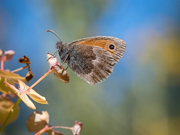 Nahaufnahme Eines Zarten Braunen Schmetterlings Auf Einer Pflanze Sitzend — Stockfoto