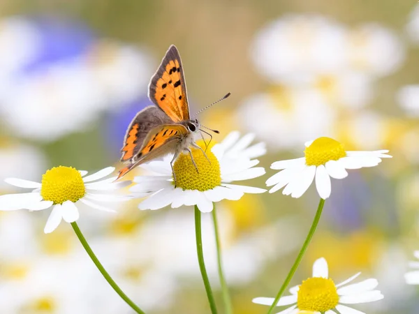 Nahaufnahme Eines Zarten Schmetterlings Auf Weißer Kamille — Stockfoto