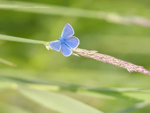 Close view of tender blue butterfly sitting on plant