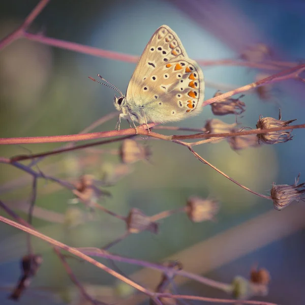 Close View Tender Spotted Butterfly Sitting Plant — Stock Photo, Image
