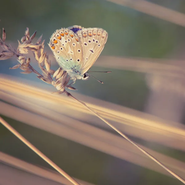 Cerrar Vista Mariposa Manchada Tierna Sentada Planta — Foto de Stock