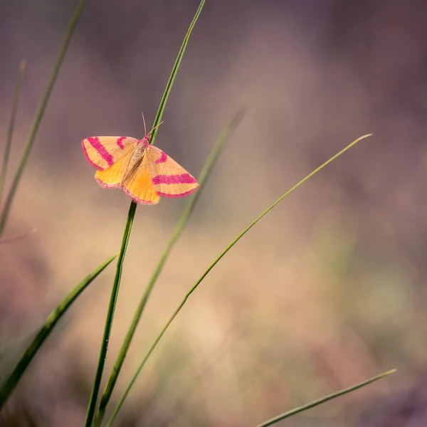 Nahaufnahme Von Zartem Braun Mit Rosa Schmetterling Auf Pflanze — Stockfoto