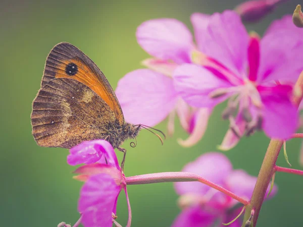 Nahaufnahme Eines Zarten Braunen Schmetterlings Auf Einer Pflanze Sitzend — Stockfoto