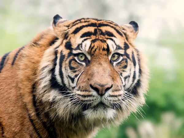 Bulanık Arka Plan Üzerinde Tiger Portresi Görünümü Kapat — Stok fotoğraf