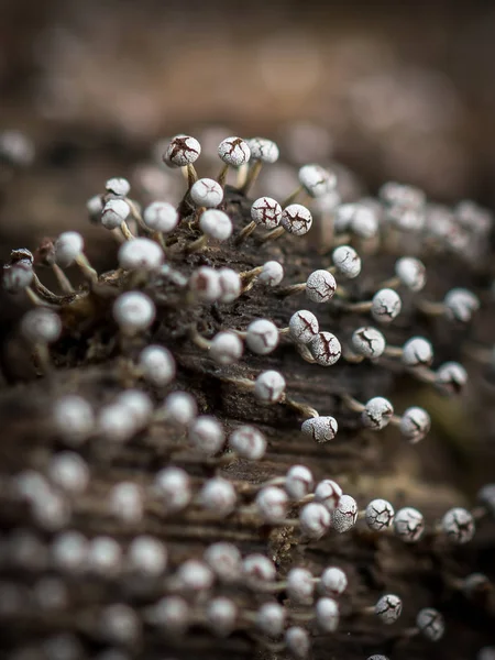 Close View Tiny Mushrooms Tree Trunk Forest — Stock Photo, Image