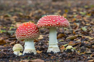 Fly Agaric 'fairy' toadstool growing amongst the leaves and moss in woodland 