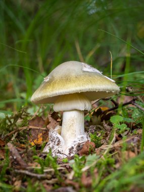  Bulanık arka planda ölüm başlığı. Adı Amanita phalloides 