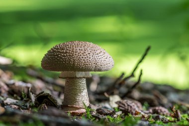 Şemsiye mantar yumuşak zemin üzerine