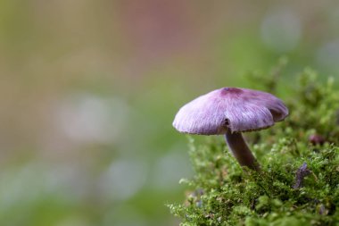 Purple mushroom on blurred background, called Inocybe lilacina (Peck) Kauffman. Soft background 