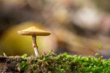 Bulanık arka planda turuncu mantarlar. Galerina marginata ölümcül zehirli mantar.