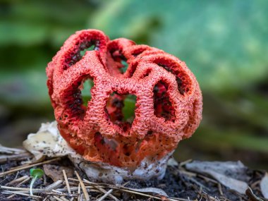 Kırmızı mantar Clathrus ruber denir. Stinkhorn ailesindeki mantar türlerinin