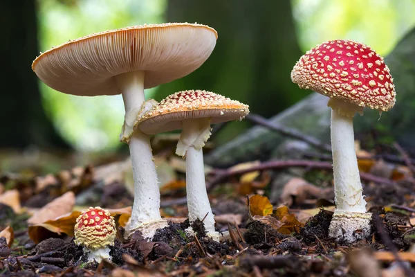 Fly Agaric \'fairy\' toadstool growing amongst the leaves and moss in woodland