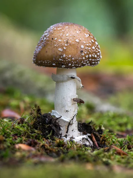 Panter cap ve yanlış allık da bilinen bir Amanita pantherina tam boy hdr fotoğraf 
