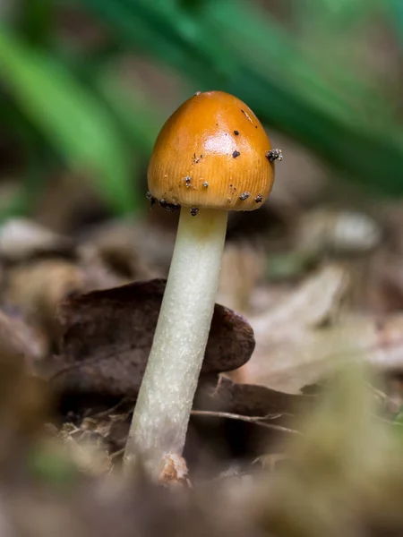 Orange Mushroom Forest Eatable Amanita Fulva Toadstool Mushroom — Stock Photo, Image
