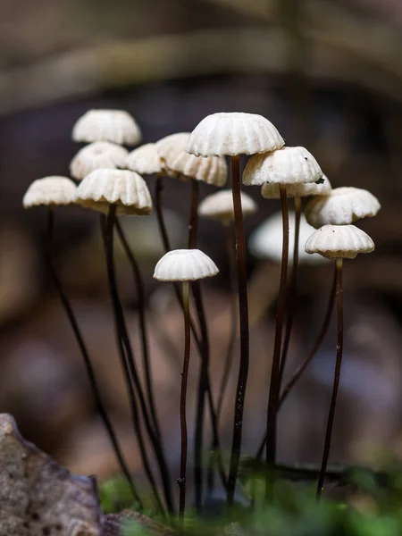 Marasmius Rotula Houby Zblízka — Stock fotografie