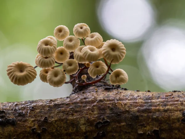 Marasmius Rotula Mushrooms Tree Trunk — Stock Photo, Image