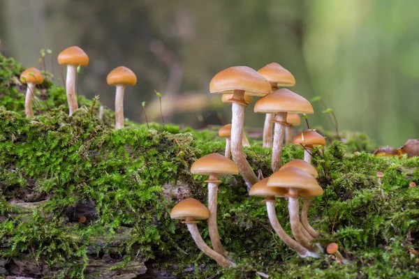 Bulanık arka planda turuncu mantarlar. Galerina marginata ölümcül zehirli mantar.