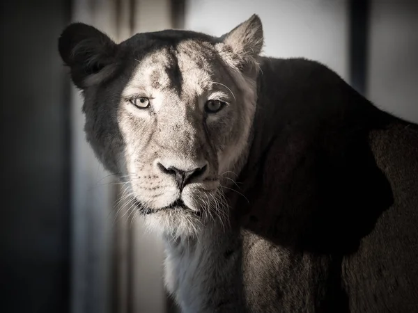 小さなたてがみを持つ若いライオンの肖像画 — ストック写真