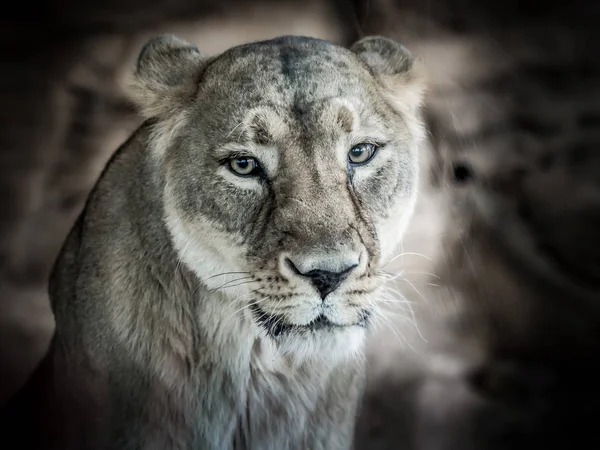 小さなたてがみを持つ若いライオンの肖像画 — ストック写真