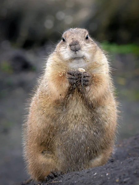 Portrait Punxsutawney Phil Debout Sur Sol — Photo