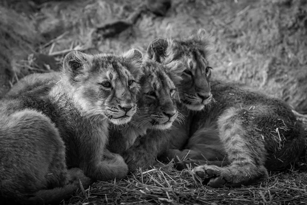 Aslan Yavrularını Saman Üzerinde Döşeme — Stok fotoğraf