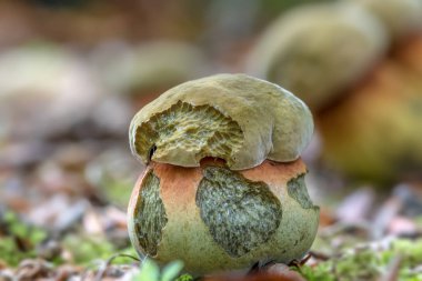 Lezzetli mantar neoboletus luridiformis denir