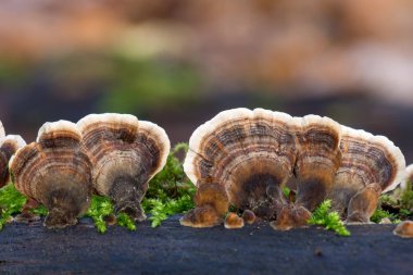 Brown mushrooms group called trametes versicolor on trunk birch clipart