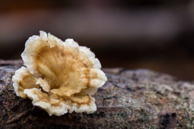 Kafkasya 'nın beyaz, kahverengi ve renkli mantarlarının makro görüntüsü Trametes' in çok renkli renkleri yazın yaşlı ve çürük kökleri üzerinde büyüyor.