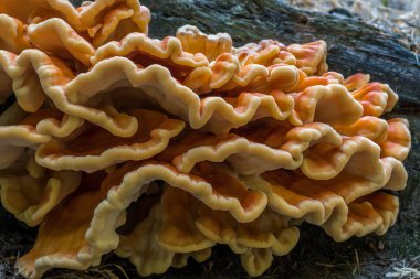 Turuncu mantar, kükürt mantarı denilen öyle köşeli ayraç mantar (mantar ağaçlarda yetişen) bir tür Hollanda'da bulundu.