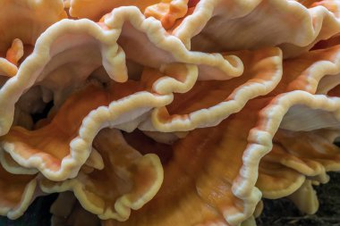 Turuncu mantar, kükürt mantarı denilen öyle köşeli ayraç mantar (mantar ağaçlarda yetişen) bir tür Hollanda'da bulundu.