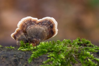 Kahverengi Mantar Trametes versicolor gövde huş denilen