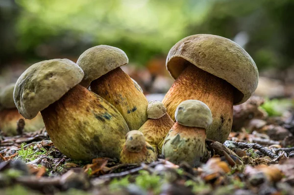 Seta Llamada Neoboletus Luridiformis Sobre Fondo Borroso — Foto de Stock