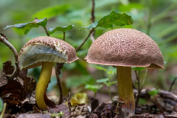 Hnědé Houby Zvané Bay Hřib Houby Rostoucí Lese Hřib Žlutomasý — Stock fotografie